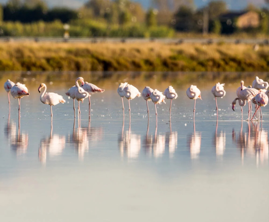 media.Buoni-motivi-Cervia-Pinetina-Mare-Cervia